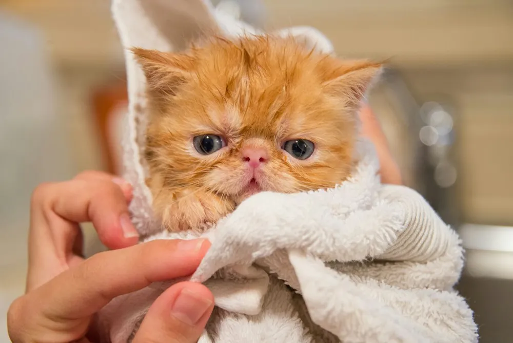 Gatinho persa laranja enrolado na toalha depois do banho