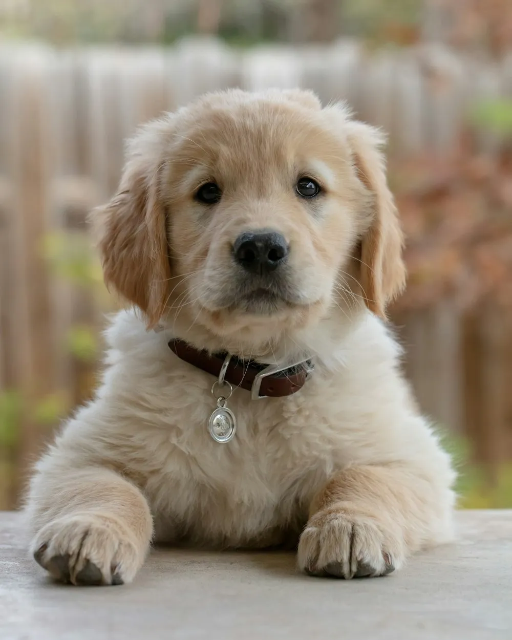 Filhote de golden retriever com 2 meses